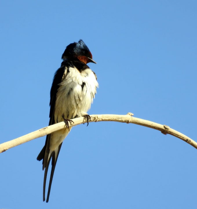 Es gab auch viele Schwalben in der Anlage Steigenberger Coraya Beach - Adults only