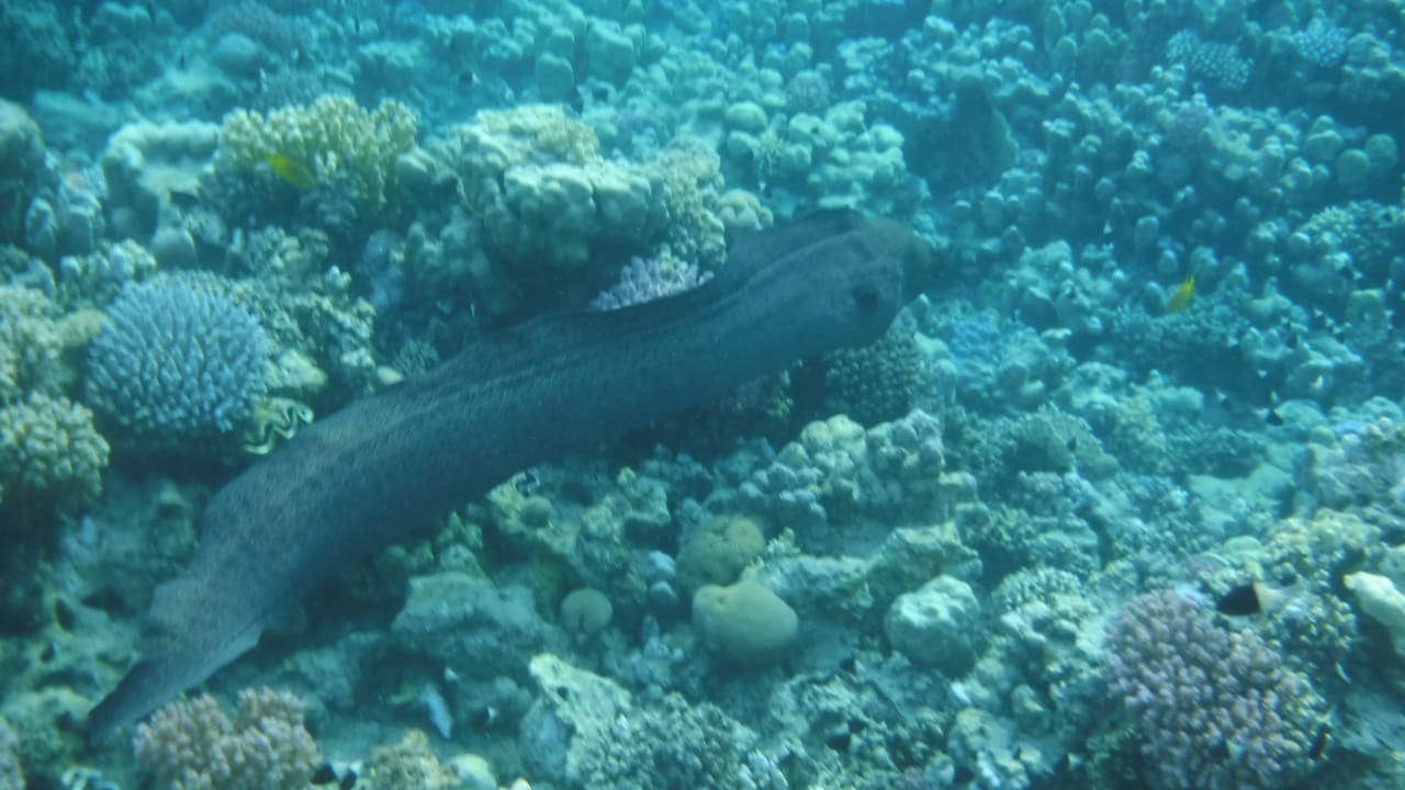 Sport & Freizeit Malikia Resort Abu Dabbab