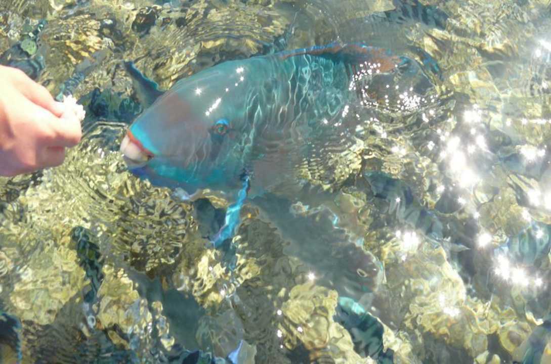 Rybki Palmyra Amar El Zaman Aqua Park