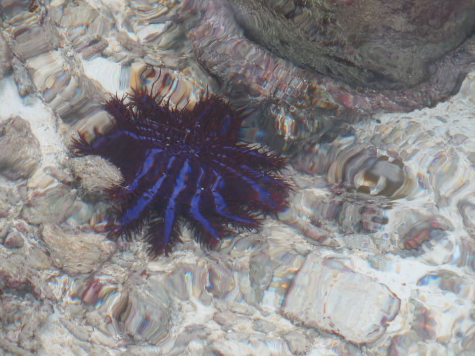 Eine wunderschöne Qualle Adaaran Select Hudhuran Fushi - Premium All Inclusive