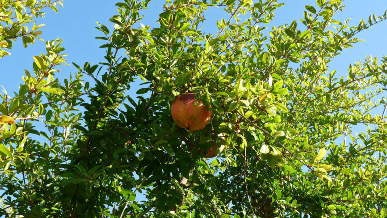 Einheimische Früchte  Prinsotel La Dorada