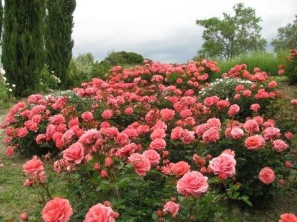 Rose Agriturismo I Tre Archi