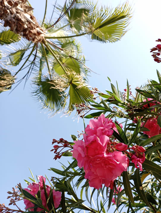 Gartenanlage Club Grand Aqua