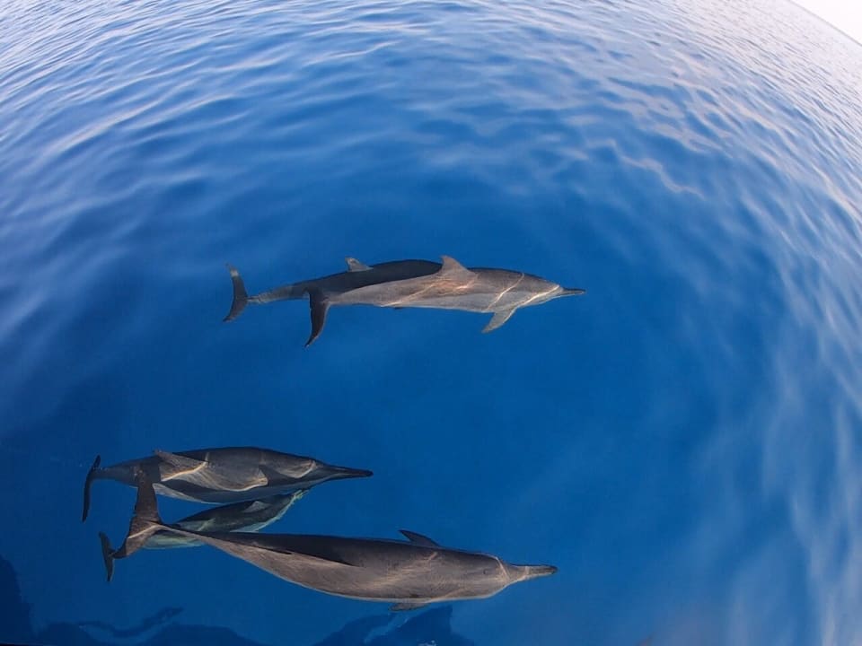 Sport & Freizeit Kihaa Maldives