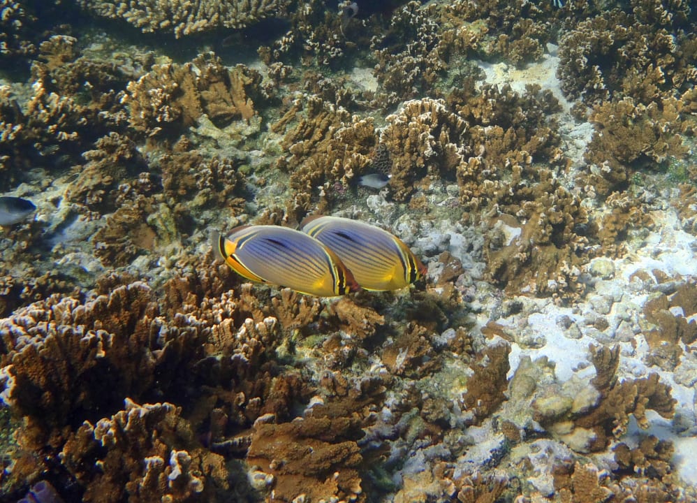 Strand Shandrani Beachcomber Resort & Spa