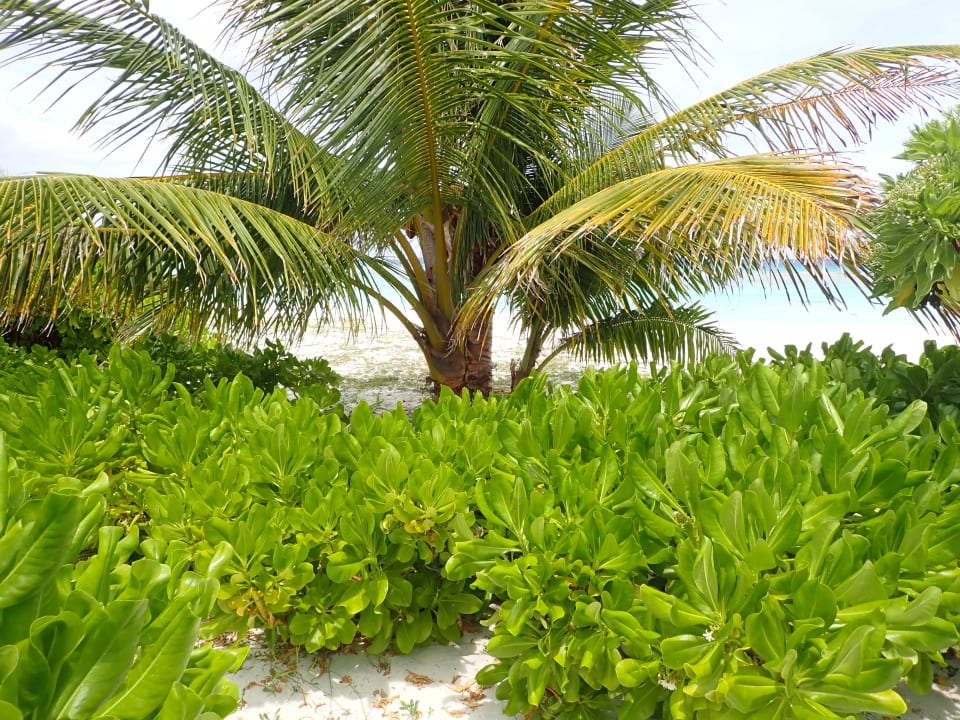 Strand Hondaafushi Island Resort