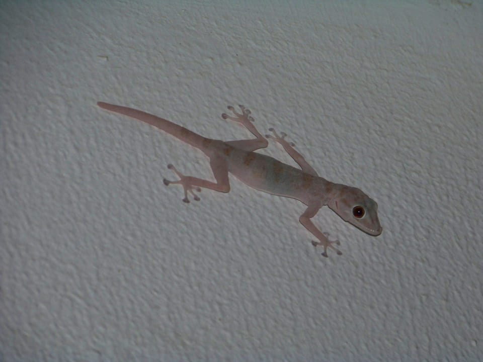 Gekko über der Bungalowtür Ghazala Beach