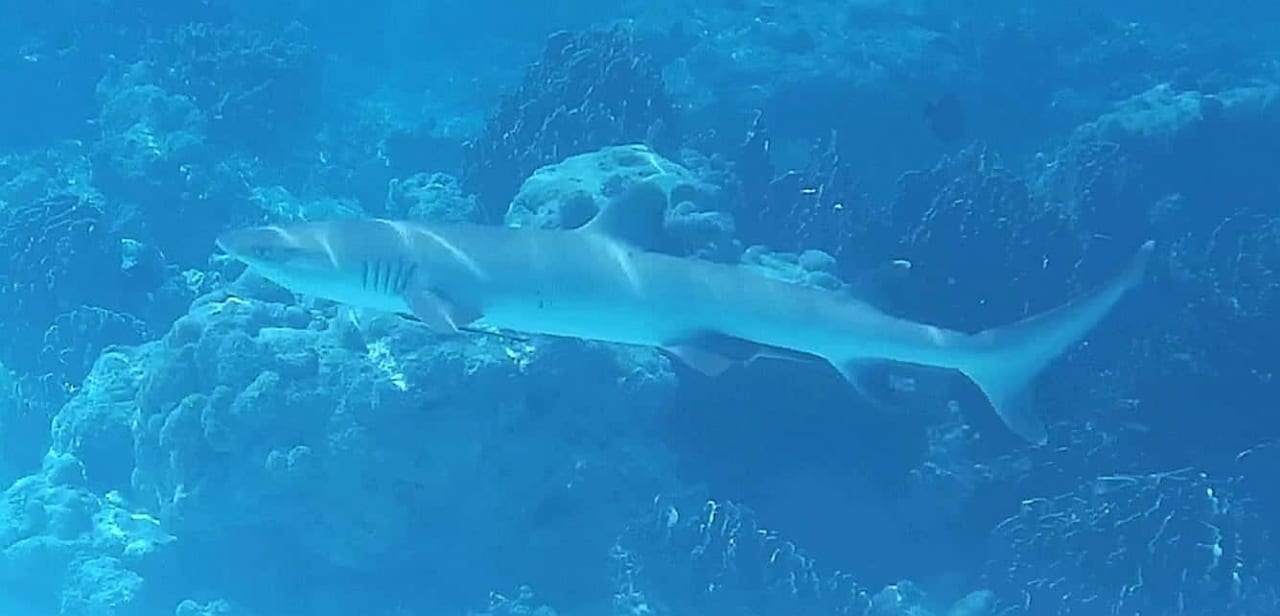 Sport & Freizeit Hotel Riu Palace Maldivas