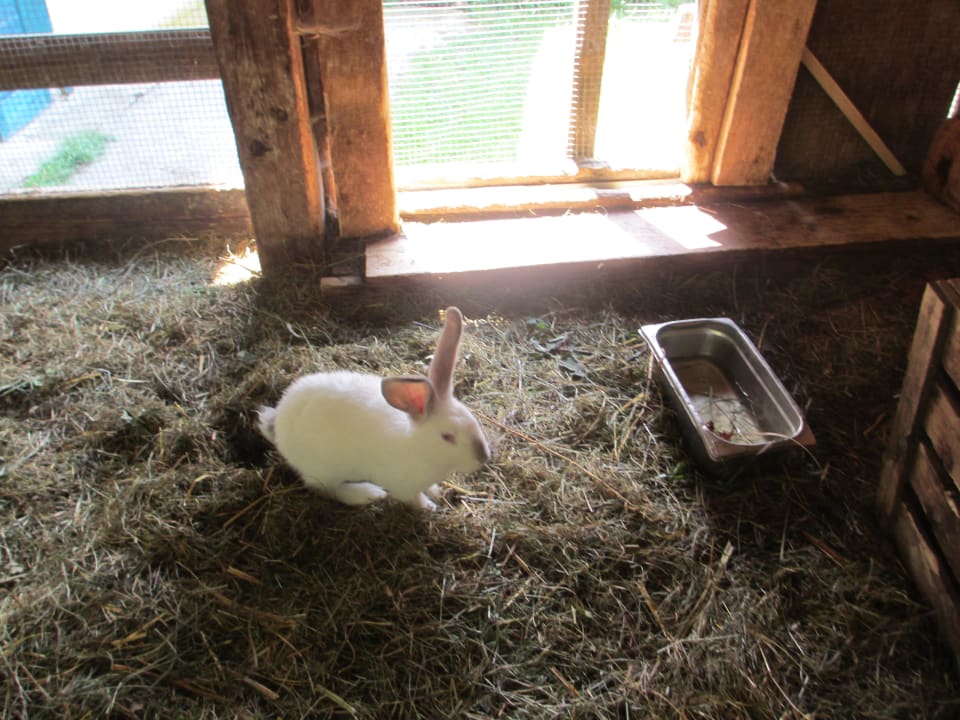 Hasenstall Landhof Kreuzsalgut