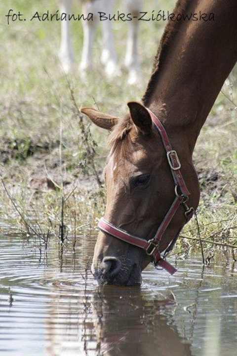 Konie Tematyczny Ośrodek Sportowo-Rekreacyjny Dwór Zawiszy