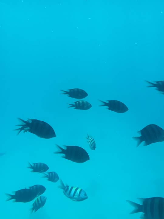 Sport & Freizeit Desert Rose