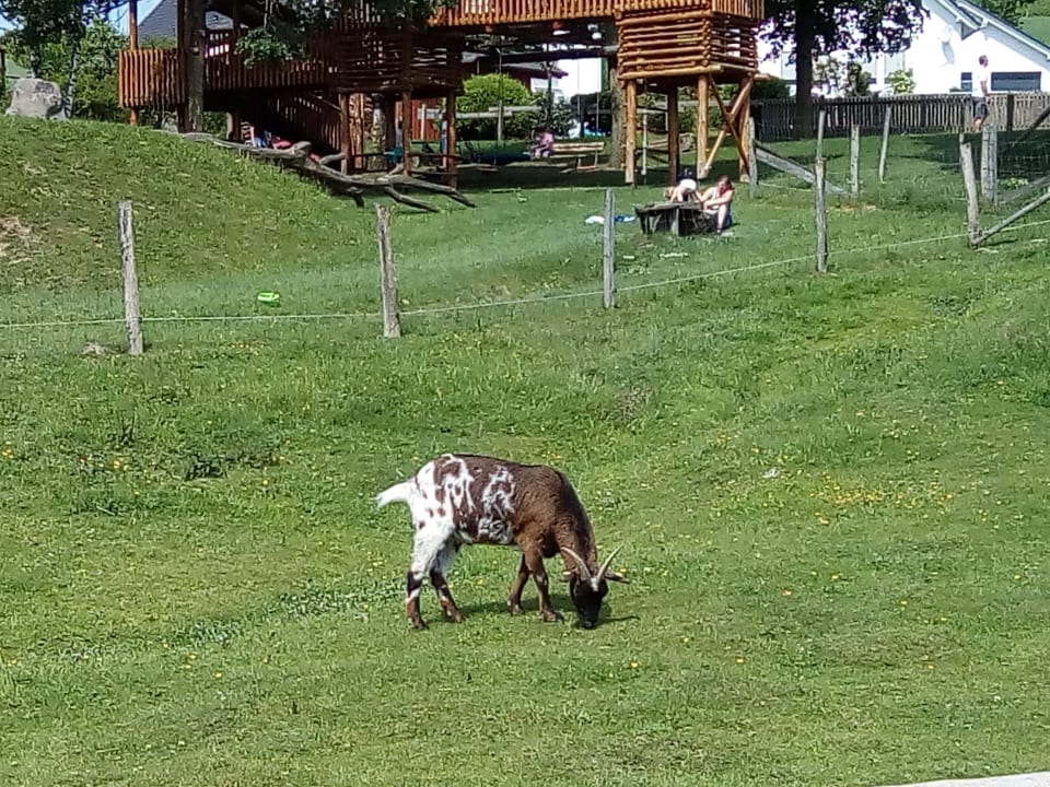 Blick auf die Ziegen. Landhaus Schulte-Göbel ... das Kinderparadies