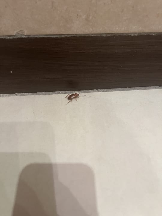 Zimmer TUI MAGIC LIFE Penelope Beach