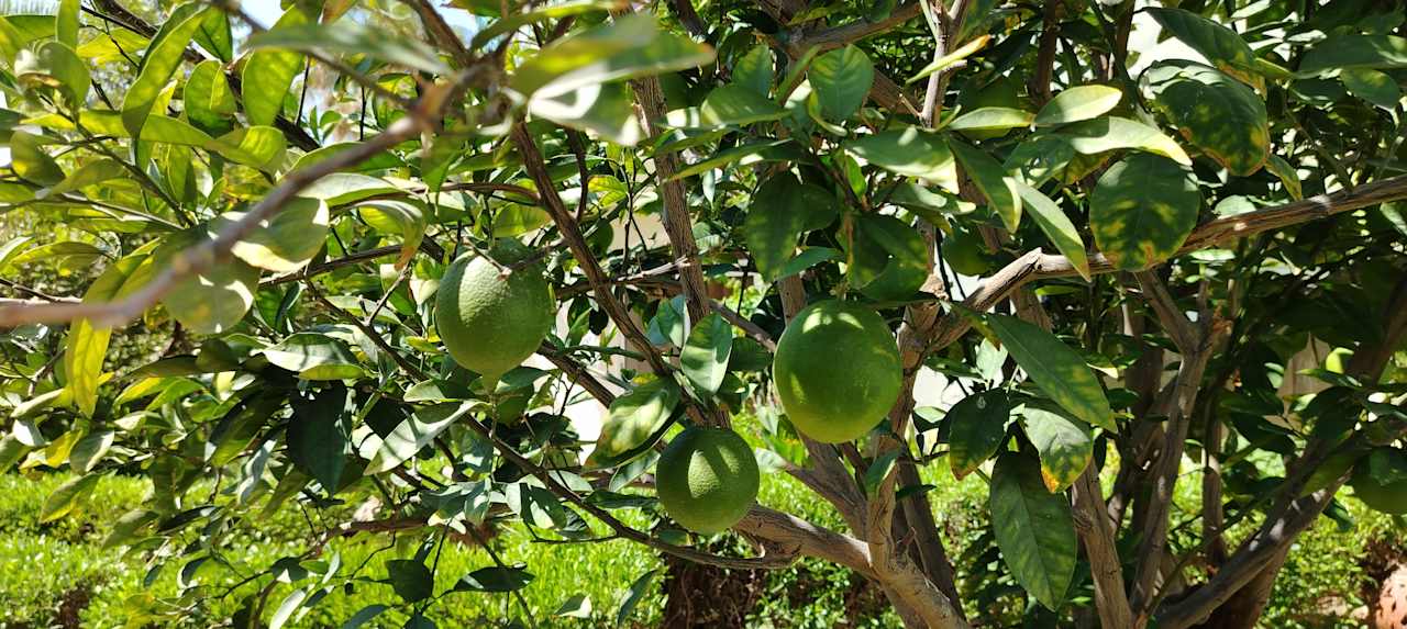 Gartenanlage Bella Vista Resort Hurghada