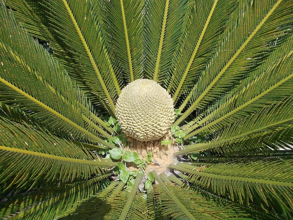 Wunderschöne Palmen Sunis Evren Beach Resort Hotel & Spa