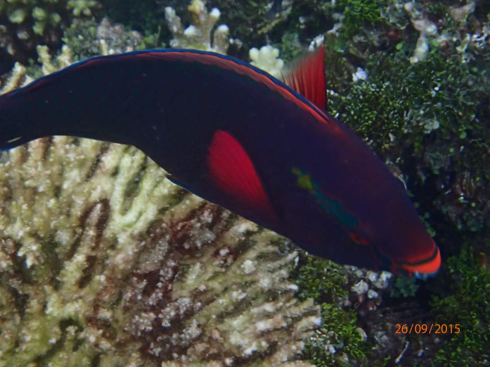 Papageienfisch ROBINSON MALDIVES