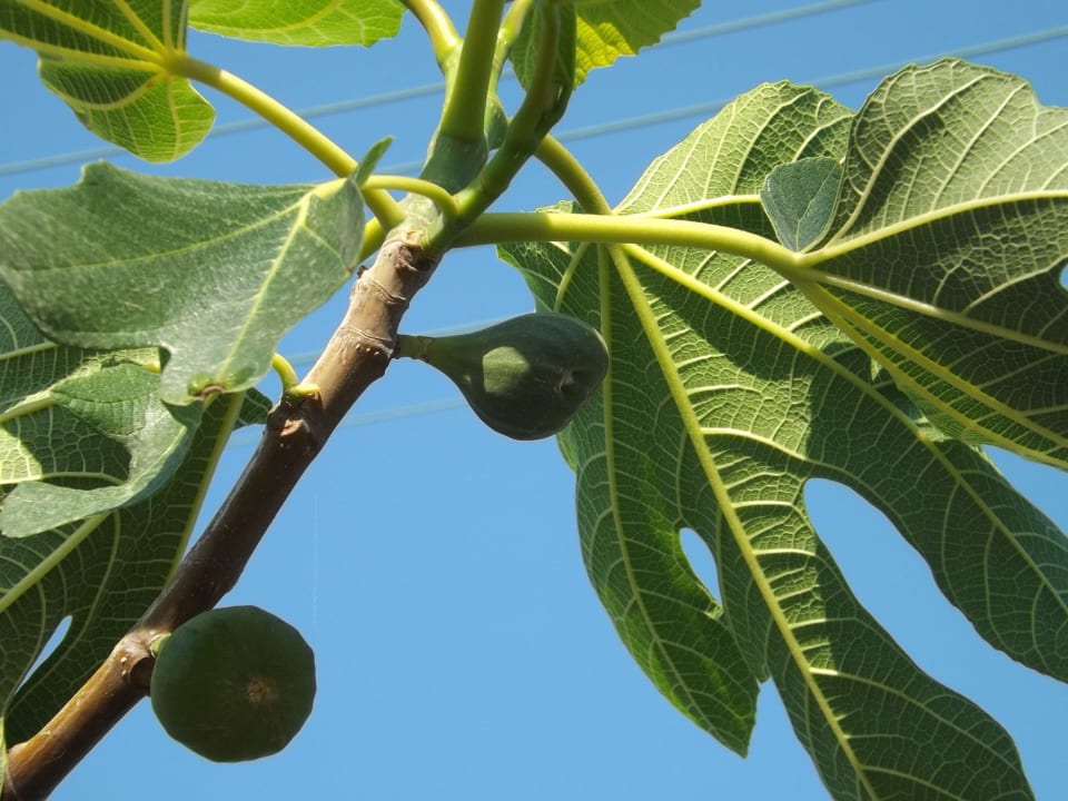 Feigenbaum Hotel Aphrodite Beach Club