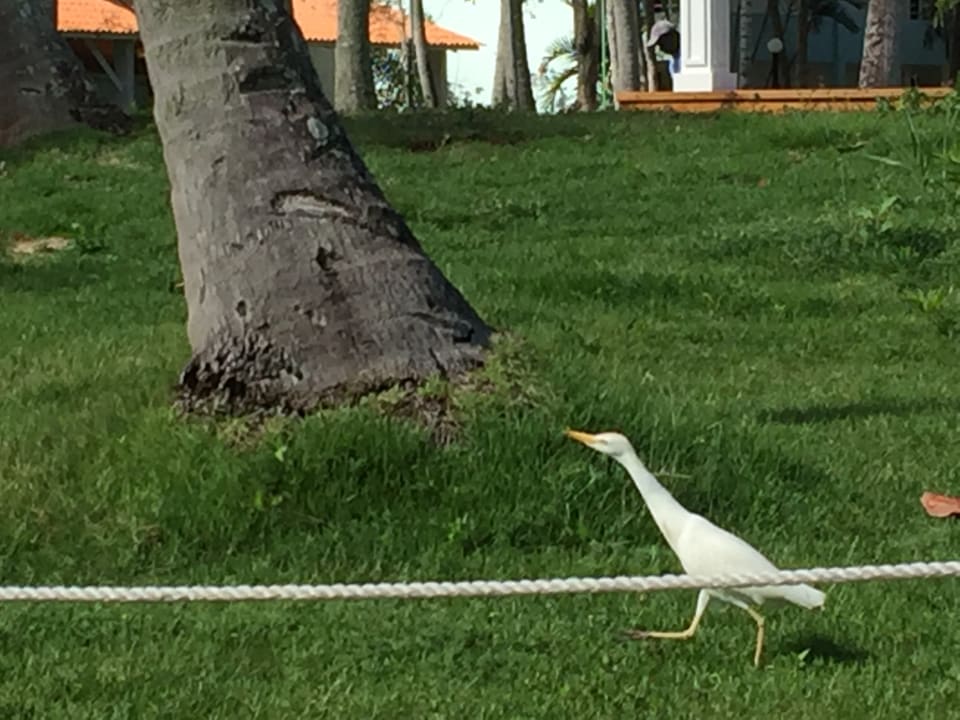 Gartenanlage Wyndham Alltra Samana