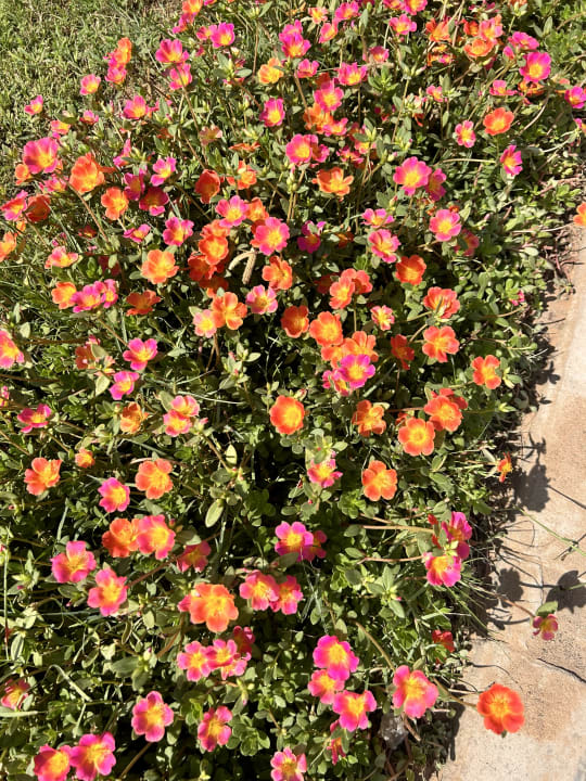 Gartenanlage BM Beach Resort