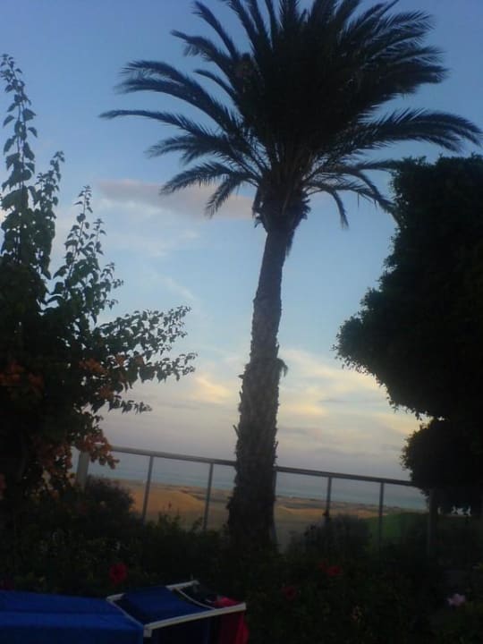 Palmen Sahara Beach Club