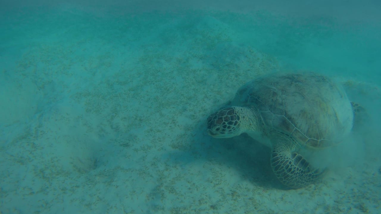 Sport & Freizeit Hotel Gorgonia Beach Resort