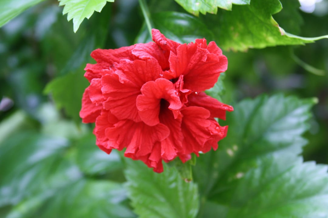 Die Flora von Kuramathi Kuramathi Maldives
