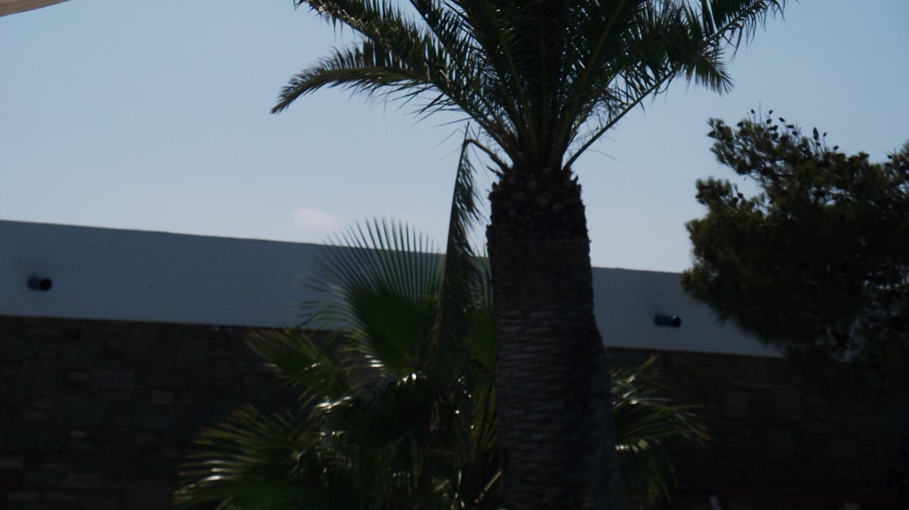 Palmenblätter hängen schon eine Woche herunter Mykonos Theoxenia, a member of Design Hotels