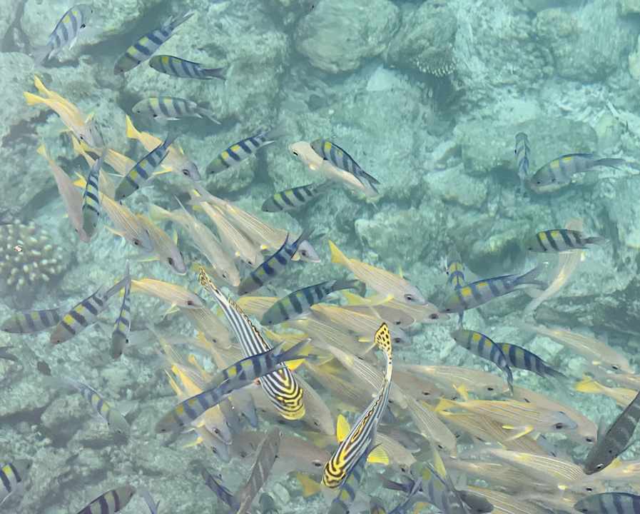 Strand Summer Island Maldives