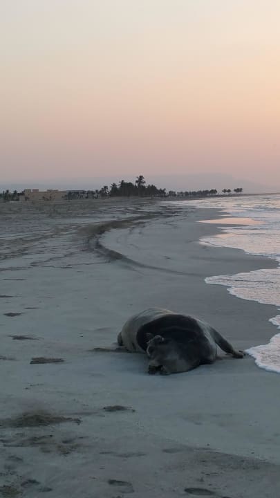 Lag 5 tage lang am strand Salalah Rotana Resort