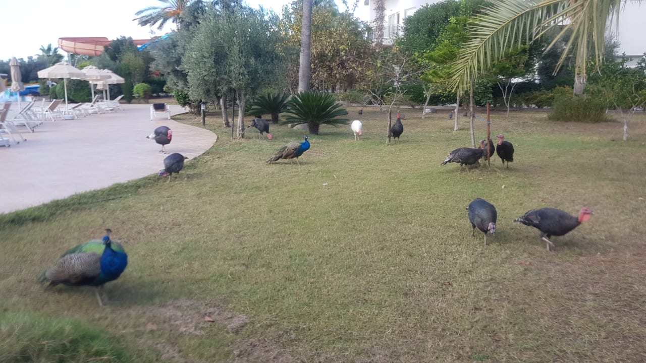 Gartenanlage Seaden Sea World Resort & Spa