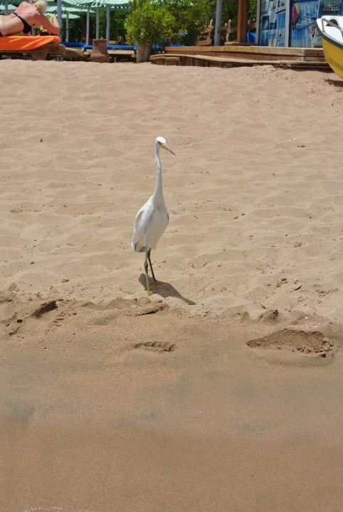 Птичка-невеличка Ghazala Beach