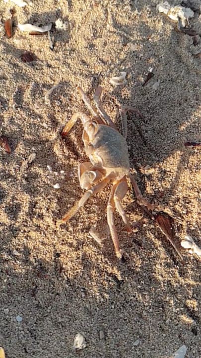 Strand Hotel Gorgonia Beach Resort