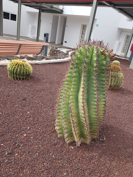 Gartenanlage Sol Fuerteventura Jandia - All Suites