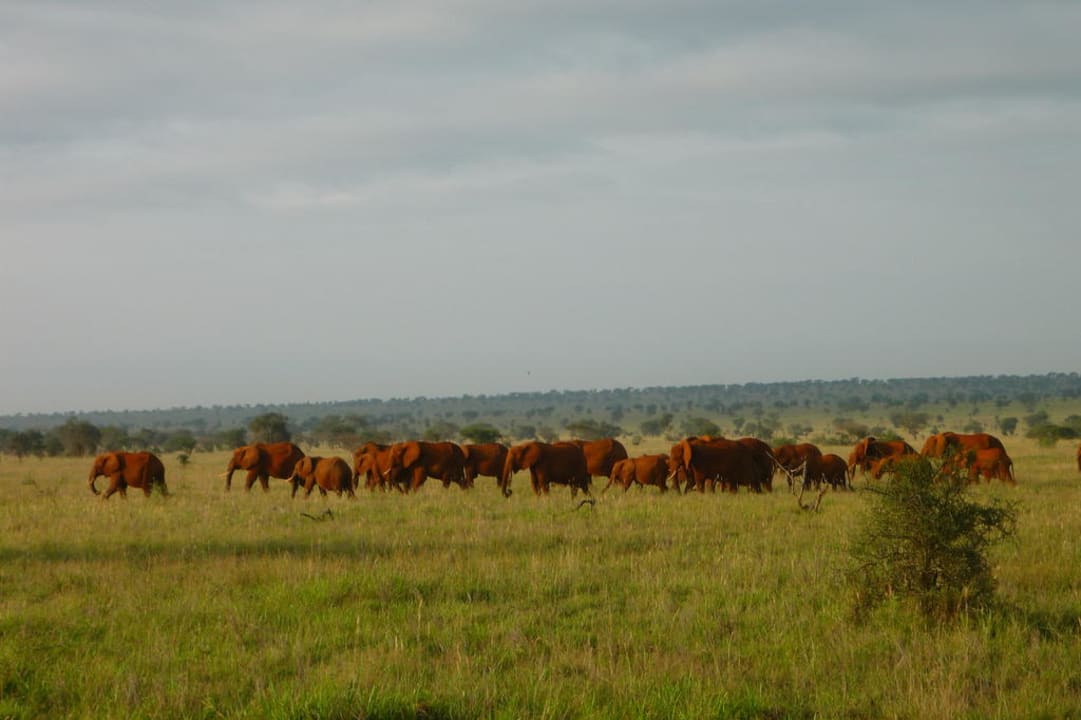 Große Elefantenfamilie Salt Lick Safari Lodge