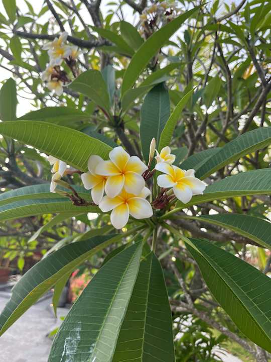 Gartenanlage Merusaka Nusa Dua Bali