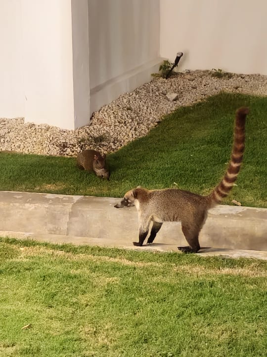 Gartenanlage Hotel Riu Playacar