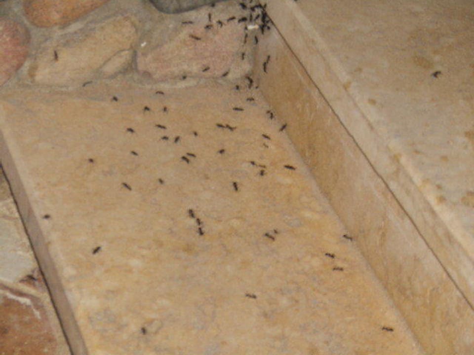 Ameisen Beach Albatros Resort