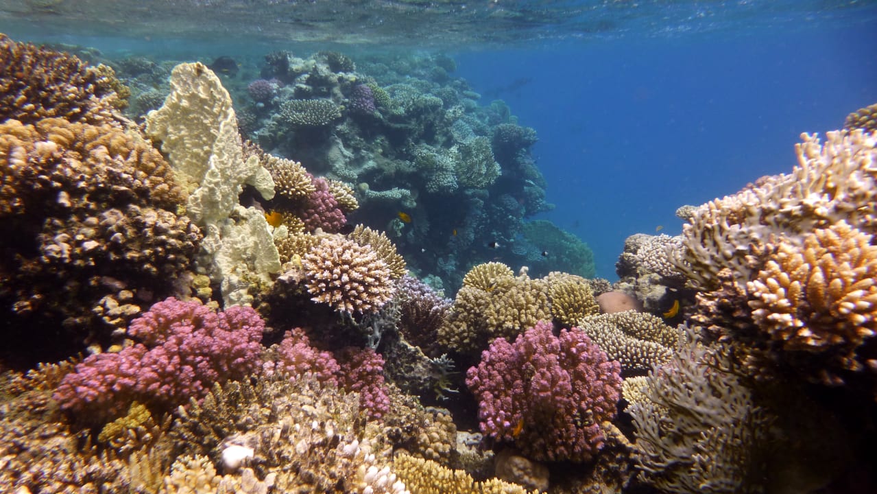 Sport & Freizeit Shams Alam Beach Resort