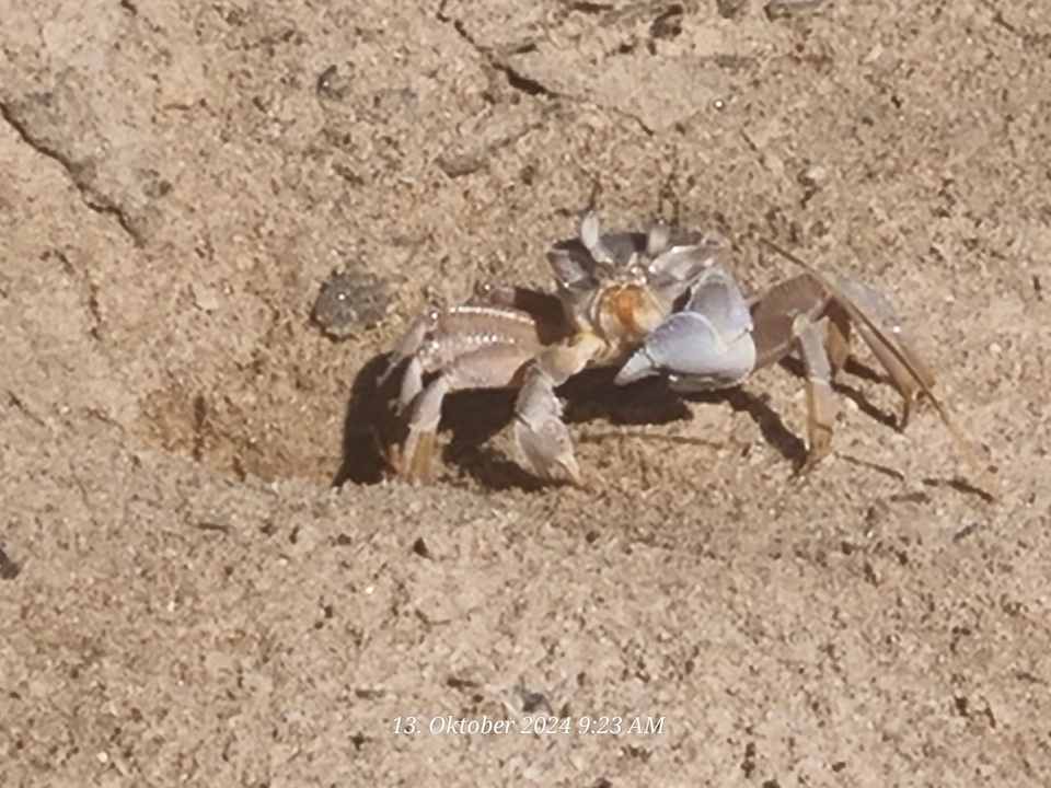 Strand Sentido Caribbean World Soma Bay