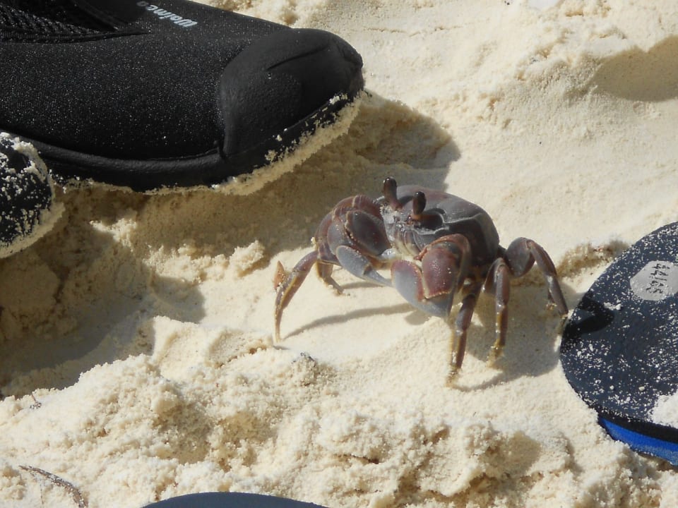 Strandbewohner Fred Meeru Maldives Resort Island