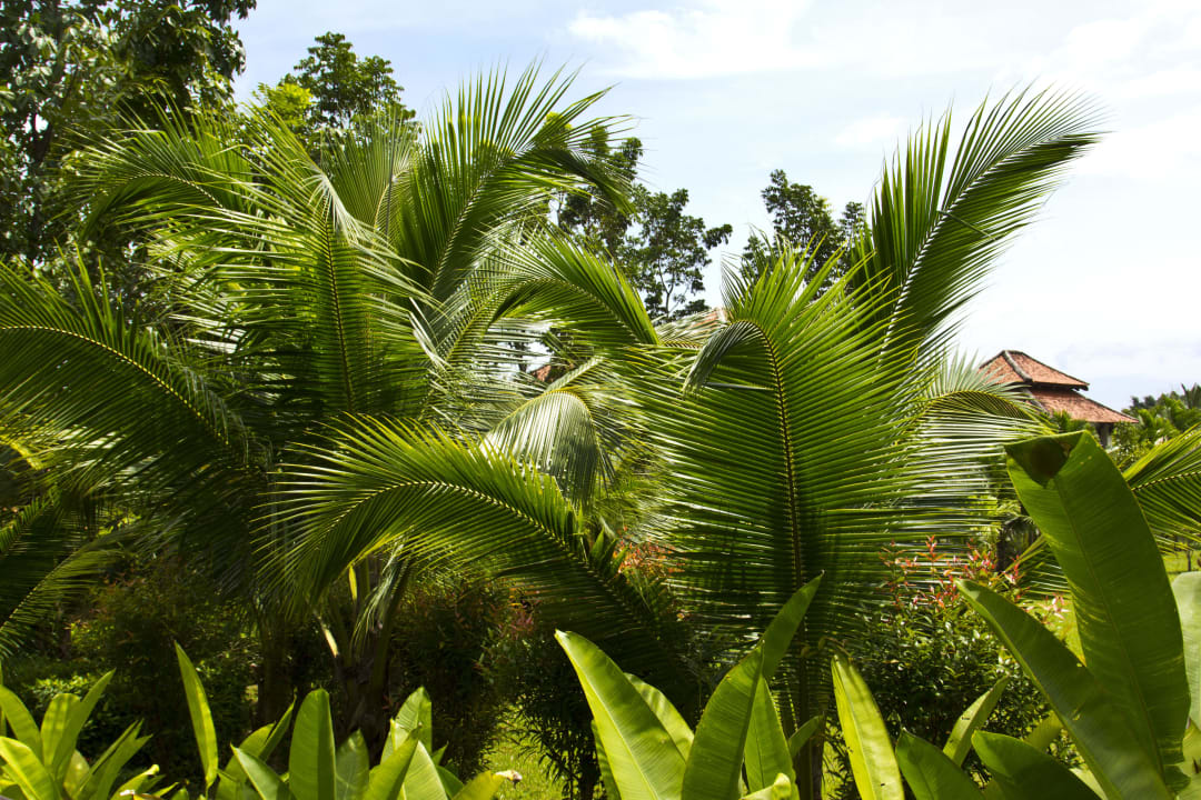 Gartenanlage Laguna Resort Khaolak Laguna Resort
