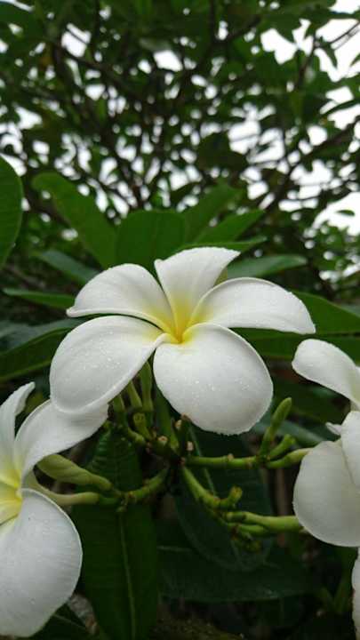 Gartenanlage The Grand Southsea Khaolak Beach Resort