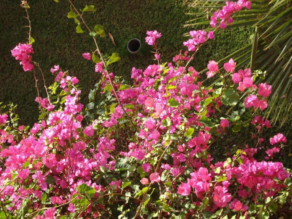 Im Garten Jaz Makadi Oasis Resort