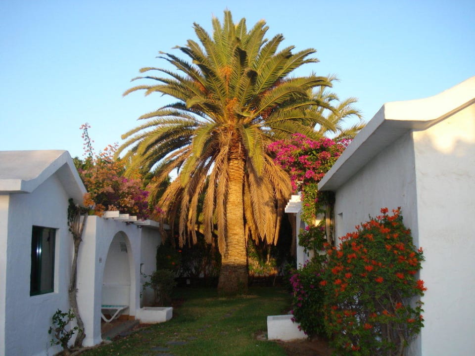 Anlage Canary Garden Club