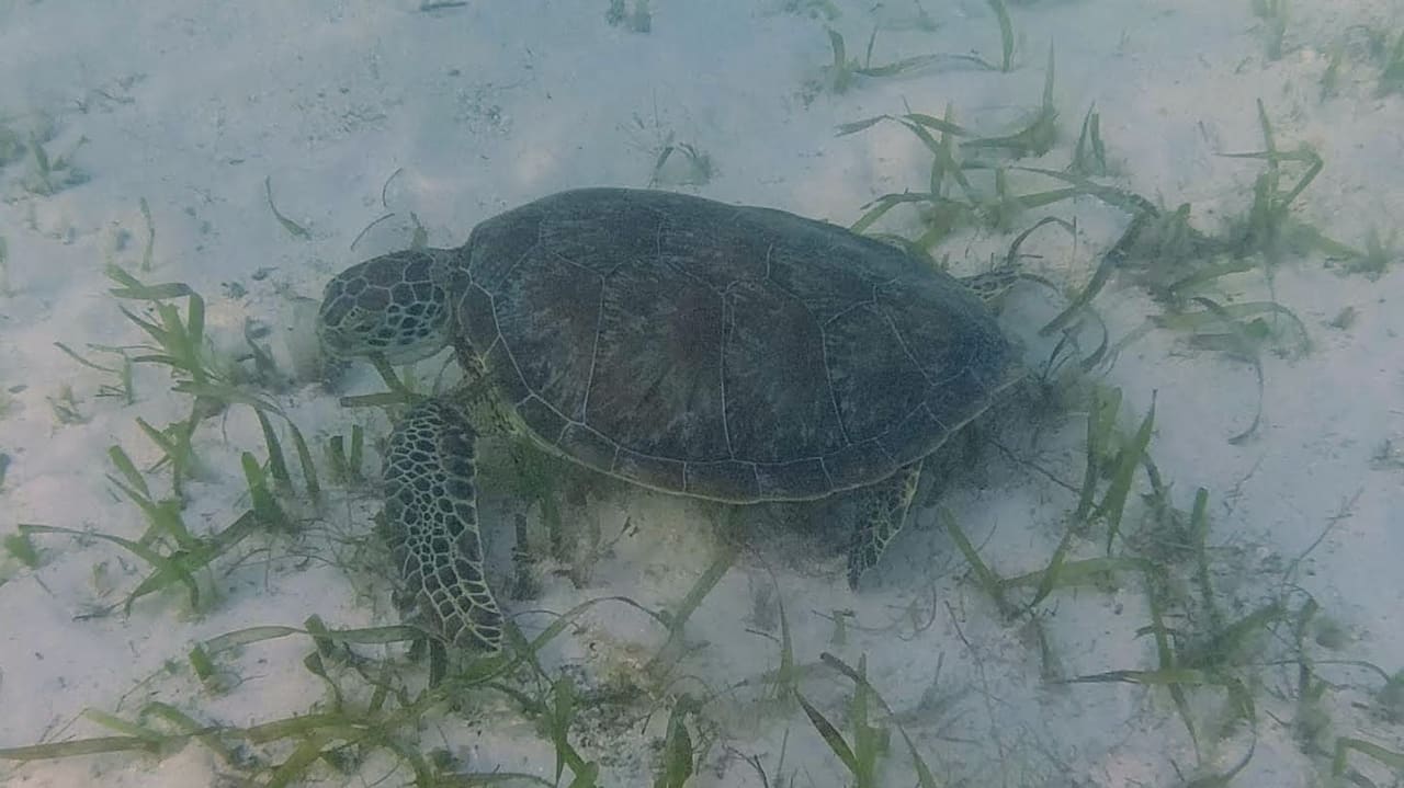 Strand Akumal Bay Beach & Wellness Resort