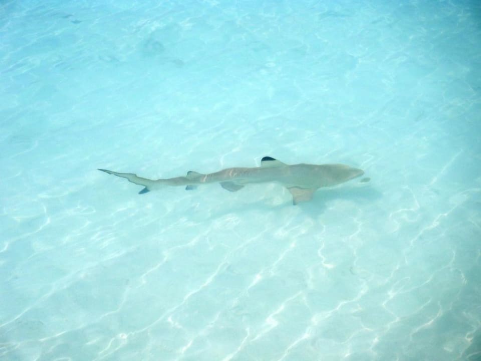 Hai direkt vorm Bungalow Kuramathi Maldives