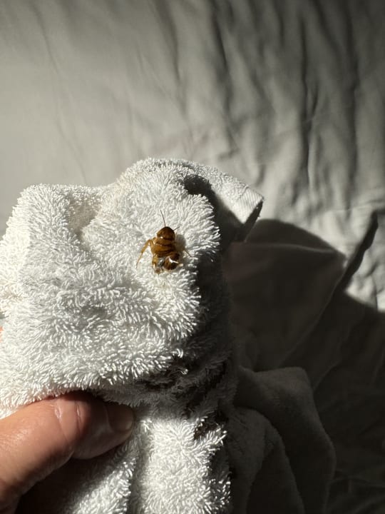 Zimmer Royal Hideaway Corales Beach