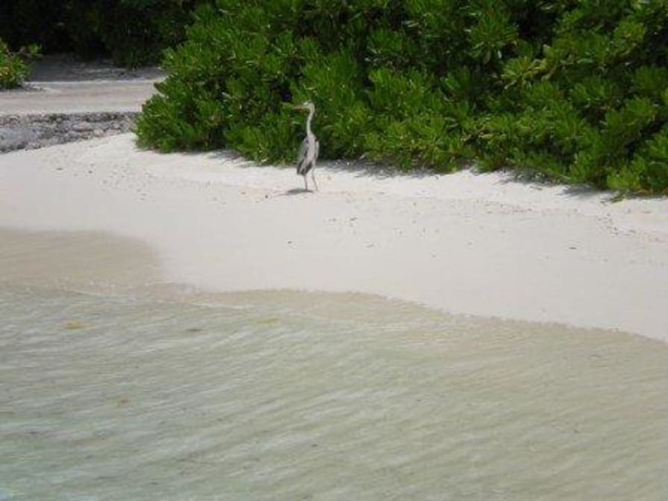 Fischreier Kuramathi Maldives