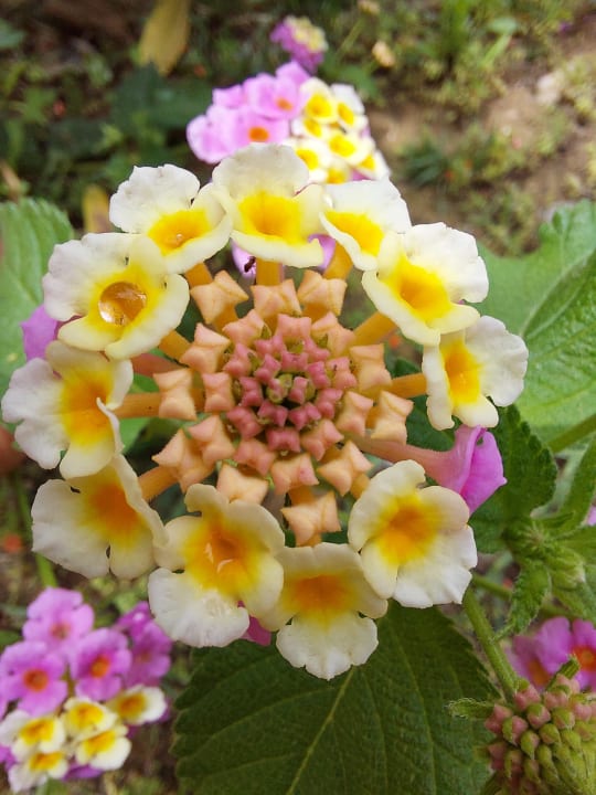 Gartenanlage Dream World Palace Hotel