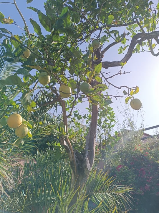 Gartenanlage Hacienda La Centenaria
